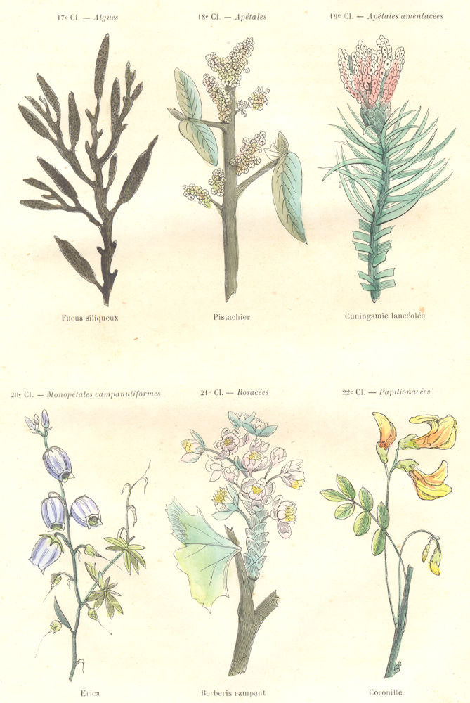 PLANTS. Algae, apetalous; amentacées; Fucus siliqueux; Pistachio;Cuningamie 1873
